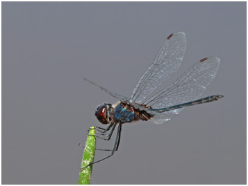 Idiataphe amazonica mâle, Amazon Pennant